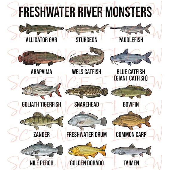 Freshwater River Monsters  Large Freshwater Fish Species Illustration Set  - Etsy Israel