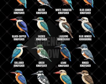 4 Bird Species Educational PNG Designs – Kingfishers, Owls, Woodpeckers & Toucans Transparent Background