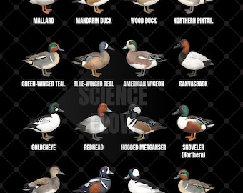 5 Waterfowl Bird Species PNG Designs Transparent Background – Ducks, Geese, Swans & Seabirds Educational Collection