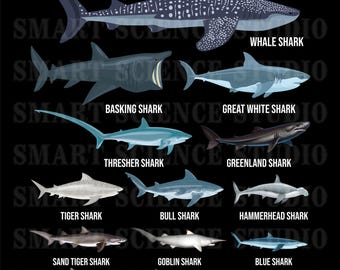15 Types of Sharks Educational PNG Design, Shark Species, Marine Life Art for T-shirts, Mugs & More - Transparent Background