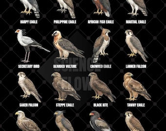 5 Educational Birds of Prey PNG Designs – Eagles, Hawks, Falcons & Raptors Identification Chart