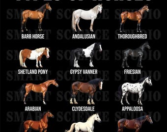 12 Types of Horses Educational PNG Design, Horse Breeds, Equestrian Life Art for T-shirts, Mugs & More - Transparent Background