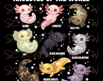 Axolotls of the World – Cute Axolotl Types & Morphs Educational Illustration