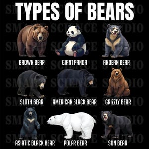 May include: An illustration of different types of bears, including a brown bear, giant panda, Andean bear, sloth bear, American black bear, grizzly bear, Asiatic black bear, polar bear, and sun bear.