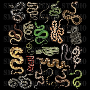 Types of Snakes Collection PNG Design Transparent Background, Snake Types, Snake Species, Snake Collection, Colorful Snake Species