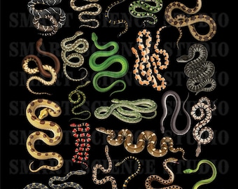 Types of Snakes Collection PNG Design Transparent Background, Snake Types, Snake Species, Snake Collection, Colorful Snake Species