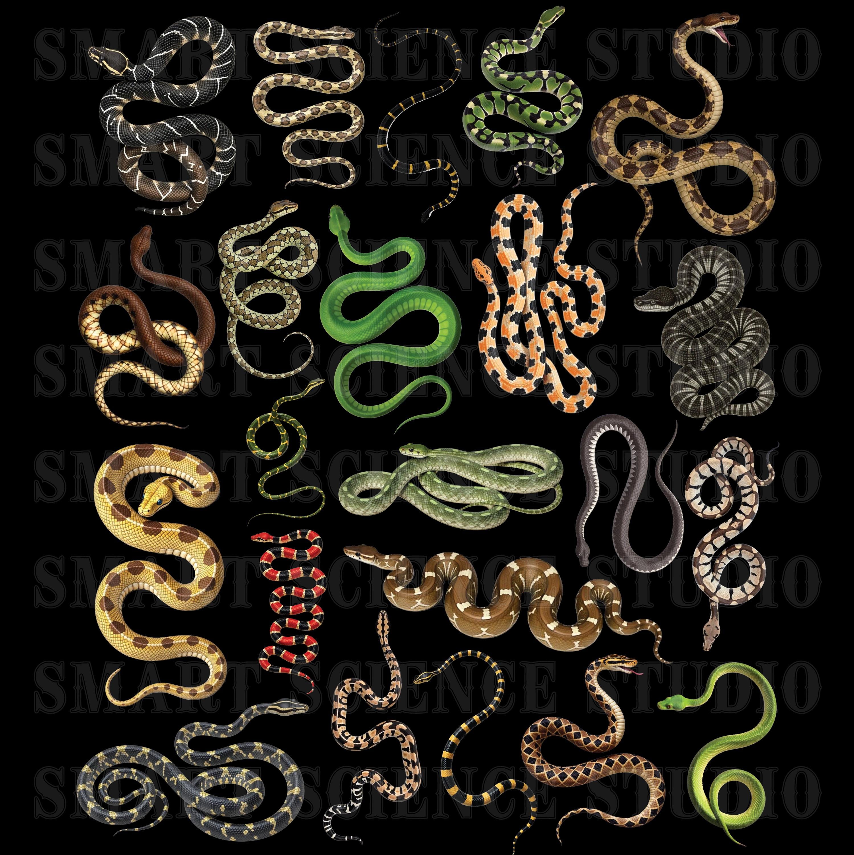 Types of Snakes Collection PNG Design Transparent Background