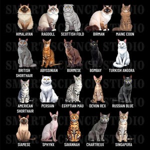 20 Types of Cats PNG Design- Cat Breeds Collection - Himalayan, Maine Coon, Persian, Siamese & More - Transparent Background