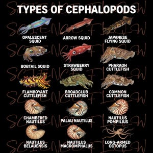 May include: A black poster titled "TYPES OF CEPHALOPODS" features illustrations of various cephalopods, including squids, cuttlefish, nautilus, and an octopus. Each species is labeled with its common name, such as "Opalescent Squid" and "Long-Armed Octopus."