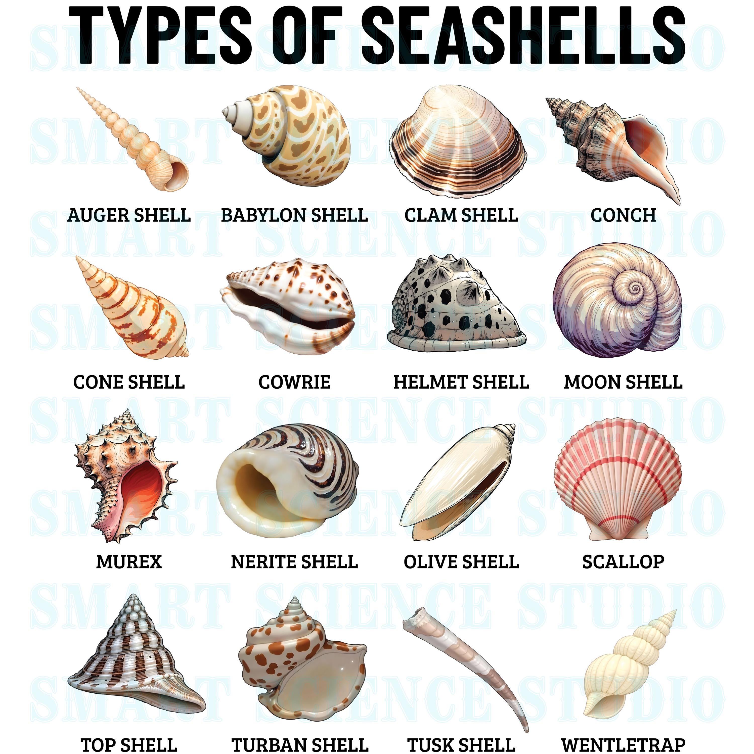 16 Types of Seashells Educational PNG Design, Sea Shells, Marine Life ...