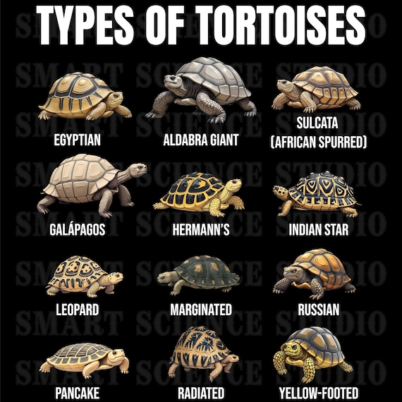 12 Types of Tortoises Educational PNG Design, Tortoise Species