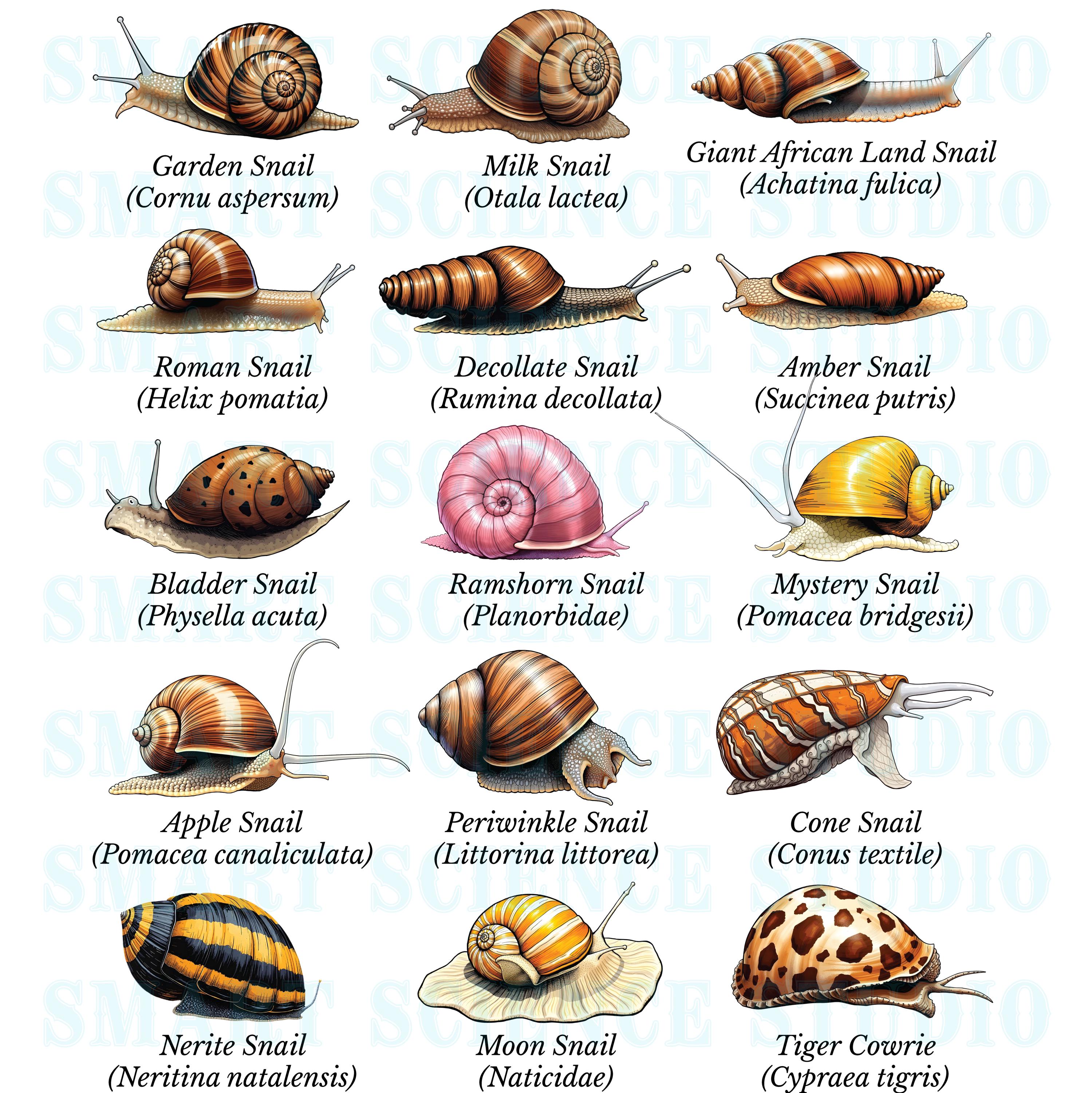 15 Types of Snails Educational PNG Design, Snail Species, Wildlife Art ...
