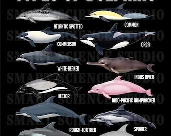 12 Types of Dolphins Educational PNG Design, Dolphin Species, Marine Life Art for T-shirts, Mugs & More - Transparent Background