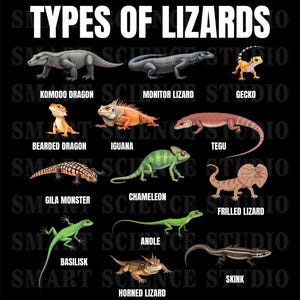 13 Types of Lizards Educational PNG Design, Lizard Species, Reptile Life Art for T-shirts, Mugs & More - Transparent Background