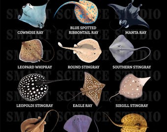 12 Types of Stingrays Educational PNG Design, Stingray Species, Marine Wildlife Art for T-shirts, Mugs & More - Transparent Background