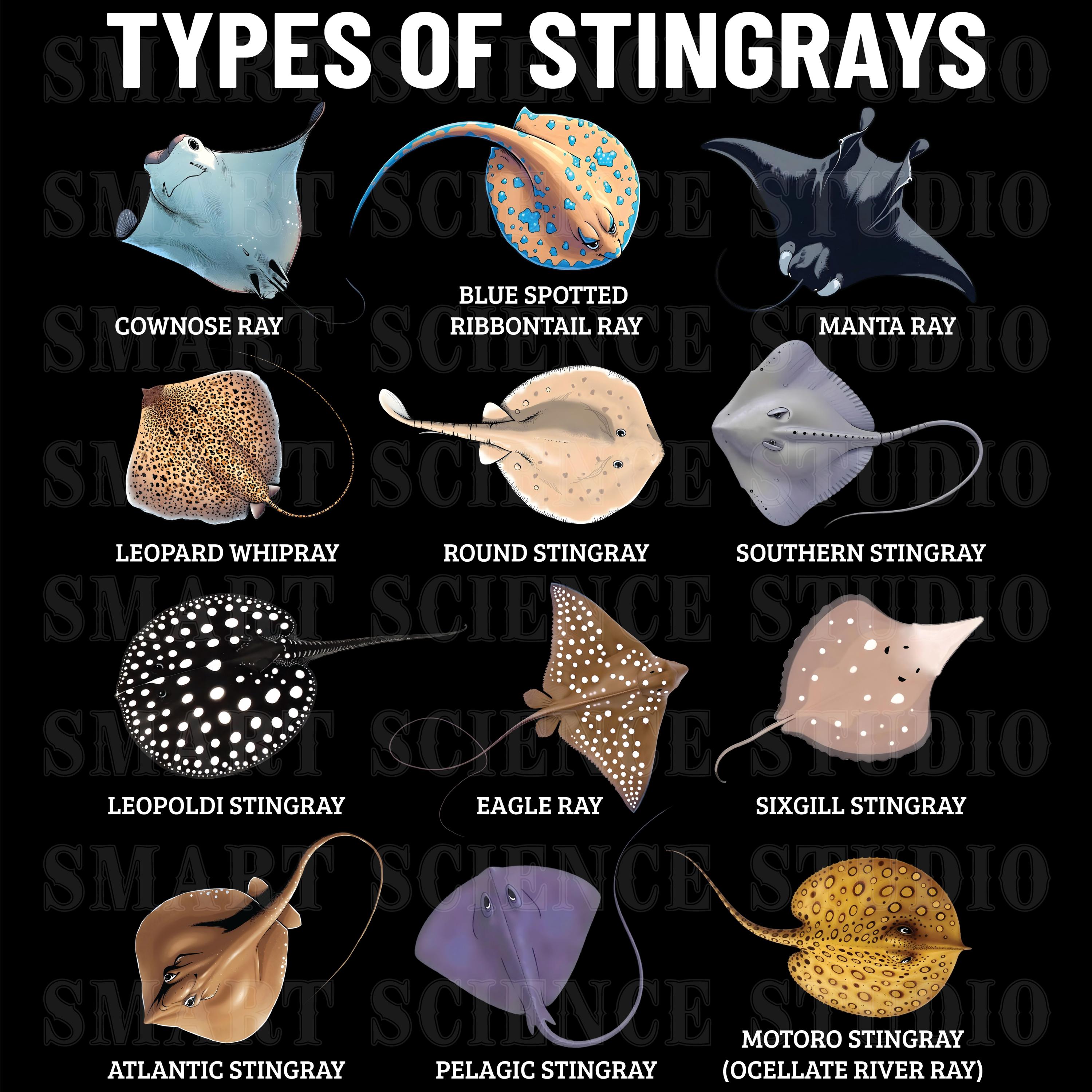 12 Types Of Stingrays Educational PNG Design Stingray Species Marine 12 Types Of Stingrays Educational PNG Design Stingray Species Marine