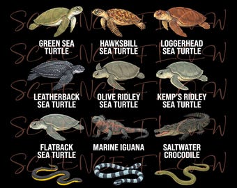 Types of Marine Reptiles – Educational Marine Biology Illustration Set