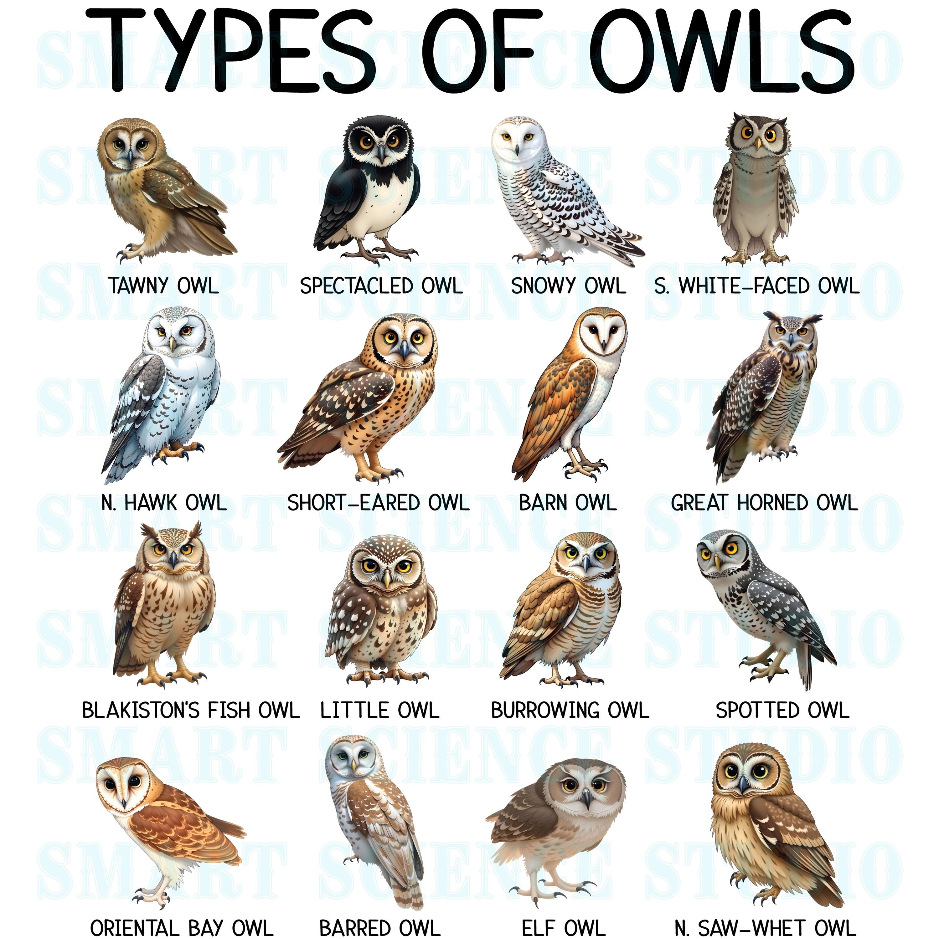 16 Types Of Owls Educational PNG Design Owl Species Birdwatching Art 16 Types Of Owls Educational PNG Design Owl Species Birdwatching Art