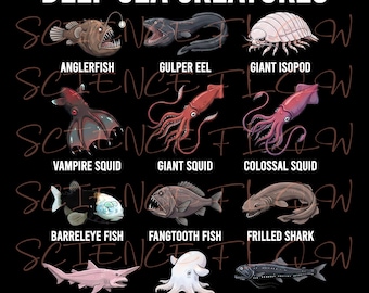 Deep Sea Creatures PNG Design – Transparent Background Educational Ocean Illustration