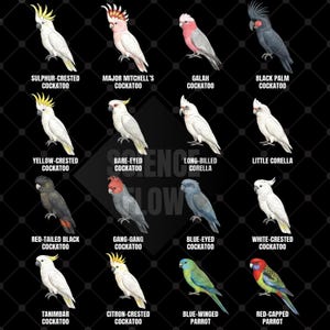 May include: A detailed illustration of various cockatoo and parrot species, including Sulphur-Crested, Major Mitchell's, and Galah Cockatoos. Each bird is depicted with vibrant colors and labeled with its common name against a black background.