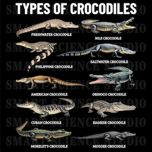 May include: An illustrated chart showing different types of crocodiles, including the freshwater crocodile, Nile crocodile, saltwater crocodile, Philippine crocodile, American crocodile, Orinoco crocodile, Cuban crocodile, Siamese crocodile, Morelet's crocodile, and Mugger crocodile.