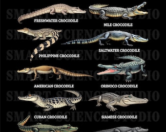 10 Types of Crocodiles PNG Design - Crocodile Species Collection - Freshwater, Nile, Saltwater & More - Transparent Background