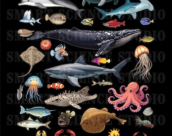 Ocean Creatures PNG Design, Sea Animals Illustration 2 Designs for Kids, Marine Life Art - Transparent Background