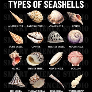 May include: A chart showing different types of seashells with their names. The seashells are arranged in four rows of four. The seashells are all different colors and shapes. The chart is on a black background.