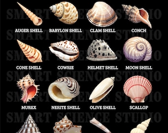 16 Types of Seashells Educational PNG Design, Sea Shells, Marine Life Art for T-shirts, Mugs & More - Transparent Background