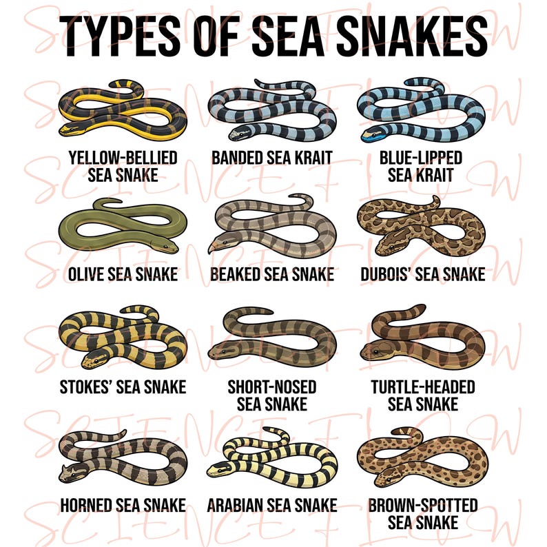 Snaks Types Types of Sea Snakes PNG Design – Transparent Background Marine Reptile ...