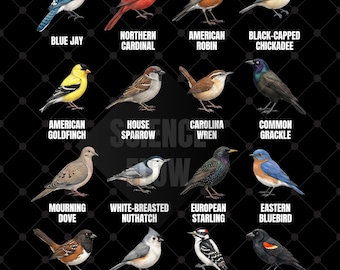 5 Bird Species Educational PNG Designs – Backyard Birds, Songbirds, Finches, Lovebirds & Garden Birds with Labels, Transparent Background