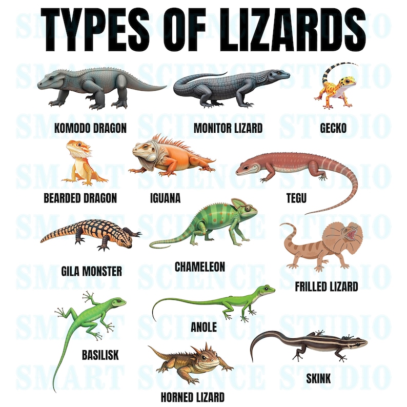 13 Types of Lizards Educational PNG Design, Lizard Species, Reptile ...