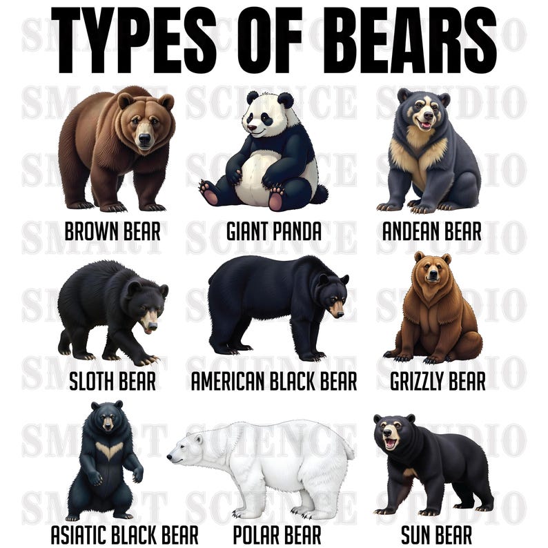 Types of Bears PNG Design - 9 Bear Species Collection - Transparent ...