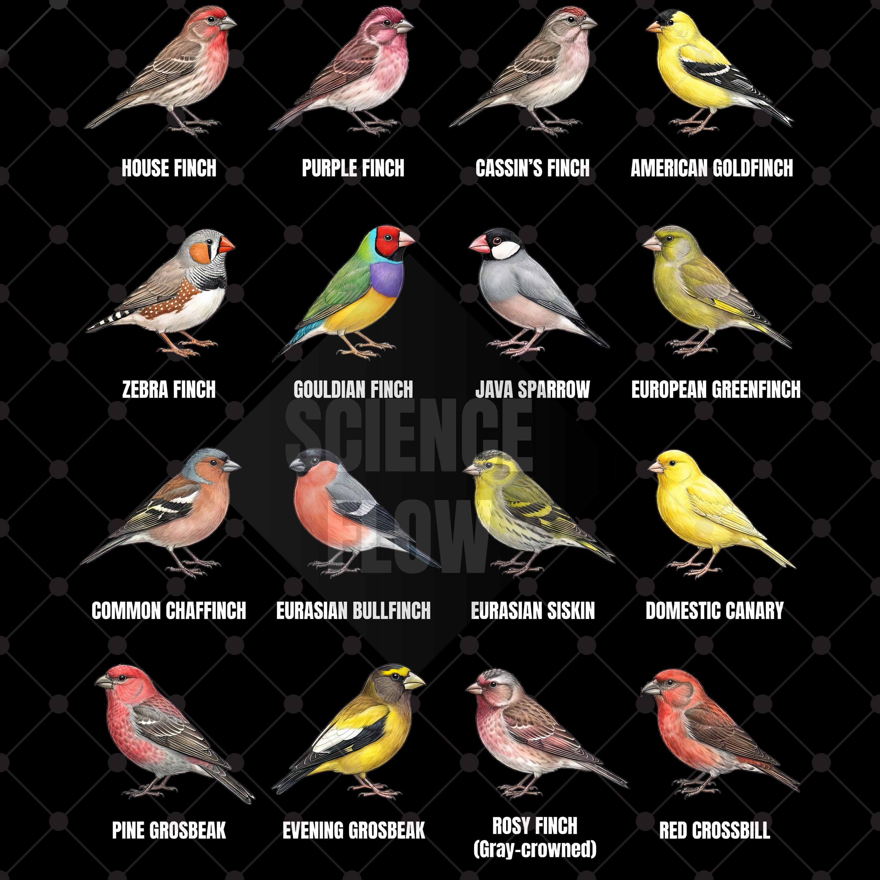 5 Bird Species Educational PNG Designs – Backyard Birds, Songbirds ...