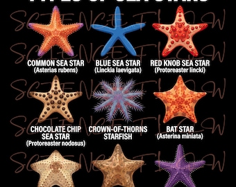 Types of Sea Stars PNG Design – Transparent Background Marine Echinoderm Illustration