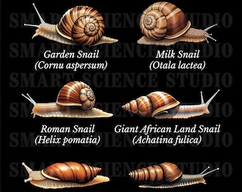 Small Mini Terrarium for Land Snails | Pet Snail Enclosure for