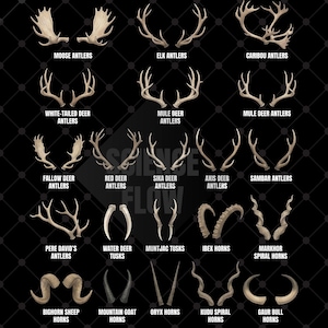 May include: A detailed diagram displaying different types of antlers and horns, such as moose, elk, and deer antlers, alongside horns from ibex, sheep, and other species. Each type is labelled with text against a black backdrop.