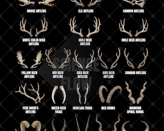 Types of Deer Antlers PNG Transparent Background, Antlers and Horns Educational Design