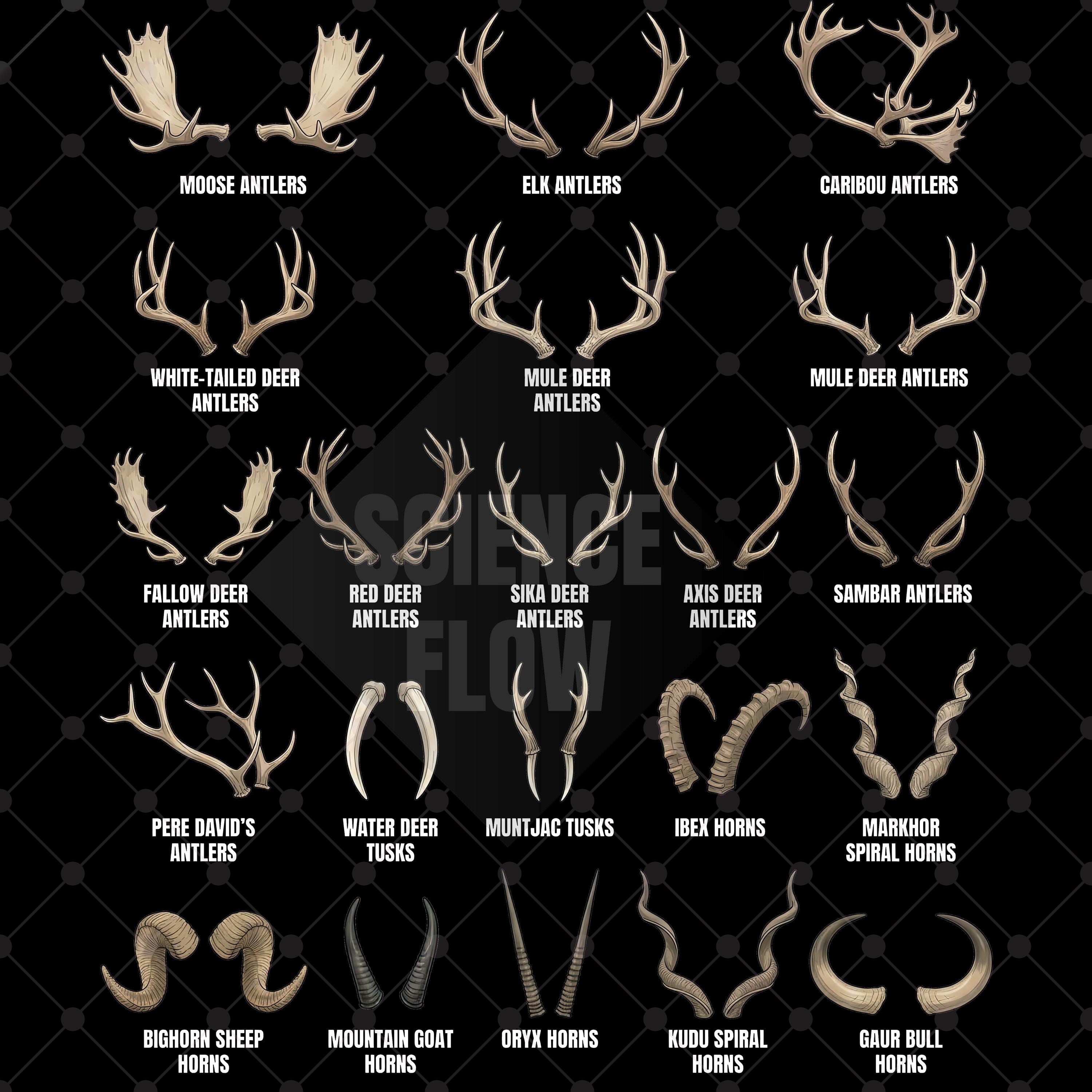 Types of Deer Antlers PNG Transparent Background, Antlers and Horns ...