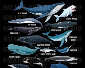 14 Types of Whales Educational PNG Design, Whale Species, Marine Wildlife Art for T-shirts, Mugs & More - Transparent Background