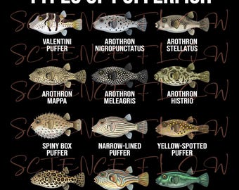 Types of Pufferfish PNG Design – Educational Fish Illustration, White & Black Text Versions