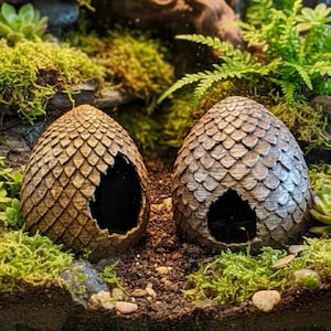 Könnte beinhalten: Zwei eiförmige Verstecke mit einer strukturierten, schuppenartigen Oberfläche, die jeweils einen gezackten Eingang aufweisen. Diese Objekte befinden sich in einem Terrarium mit dunkler Erde, grünem Moos, Farnen und kleinen Sukkulenten.
