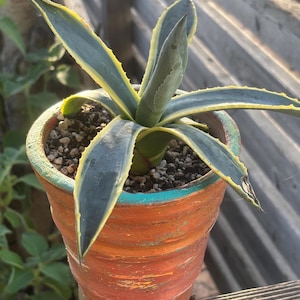 May include: A potted agave plant with blue-green leaves edged in yellow. The plant sits in a terracotta pot with orange and blue paint. The pot is filled with small pebbles and soil. The background is a wooden fence.