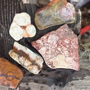 May include: A collection of five polished stones featuring diverse patterns and colors. One stone is white with circular bands, another is a mottled red and beige brecciated rock, while others display brown, tan, and green earthy tones with unique mineral inclusions.