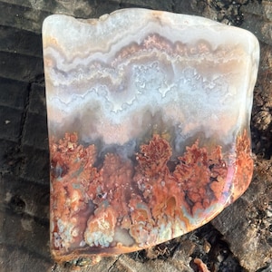 May include: A polished agate stone featuring a translucent white upper section with wavy, layered banding and a lower section filled with intricate, rust-colored, moss-like dendritic inclusions that resemble branching patterns.