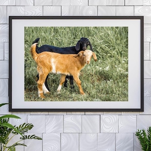Cute Baby Goats Digital Wall Art – Rustic Farm Animal Printable for Country Decor, Nursery or Kitchen – Instant Download