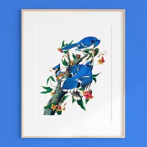 North American Jay Art Print | Audubon Blue Jay Illustration, Sharp Restoration (Digital Download)