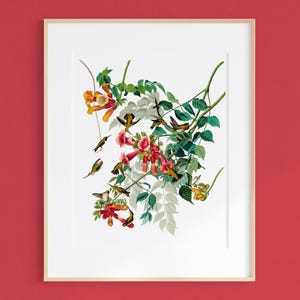 Puede incluir: Una impresión enmarcada que presenta una ilustración botánica de colibríes y flores. La obra de arte muestra varios pájaros pequeños con plumaje verde y amarillo, revoloteando alrededor de vibrantes flores rojas y naranjas en forma de trompeta y hojas verdes. La impresión está sobre un fondo blanco.