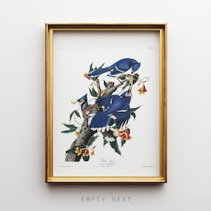 Vintage Blauhäher Illustration - Audubon Blauhäher Poster | Digitaler Download #8