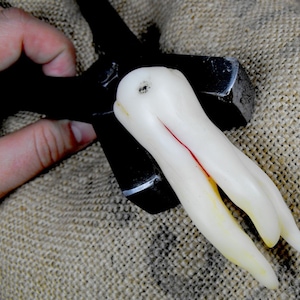 Replica gigante di molare umano: dente in argilla polimerica realizzato a mano (XXL)